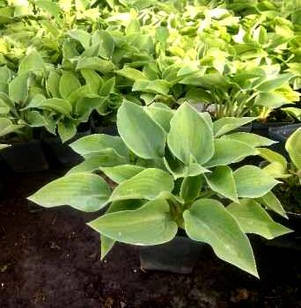 Саджанці Хости карликової (Hosta Dwarf) Р9