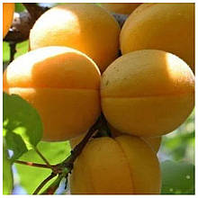 Абрикос Мелітопольський пізній