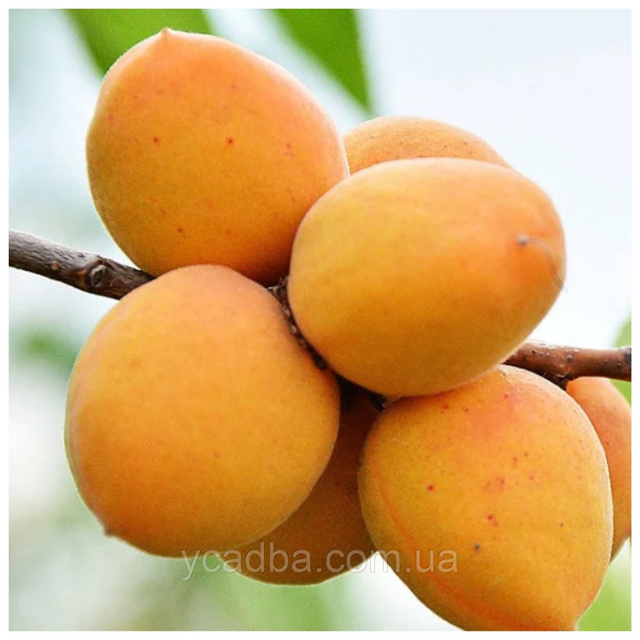 Абрикос Улюблений (пізній), фото 1