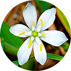 Изображение цветка капель Баха №29 Star of Bethlehem (Звезда Вифлеема, Птицемлечник) Изображение Star of Bethlehem