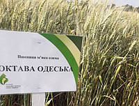 Насіння озимої пшениці Октава Одеська (еліта) мішок 50 кг