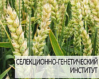 Насіння озимої пшениці Журавка Одеська (еліта) мішок 50 кг