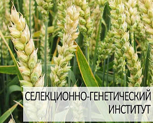 Насіння озимої пшениці Журавка Одеська (еліта) мішок 50 кг