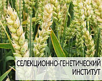 Насіння озимої пшениці Журавка Одеська (1 репродукція)