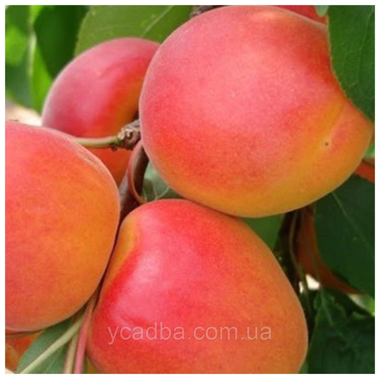 Абрикос Цегледі Бібер (середньостиглий), фото 1