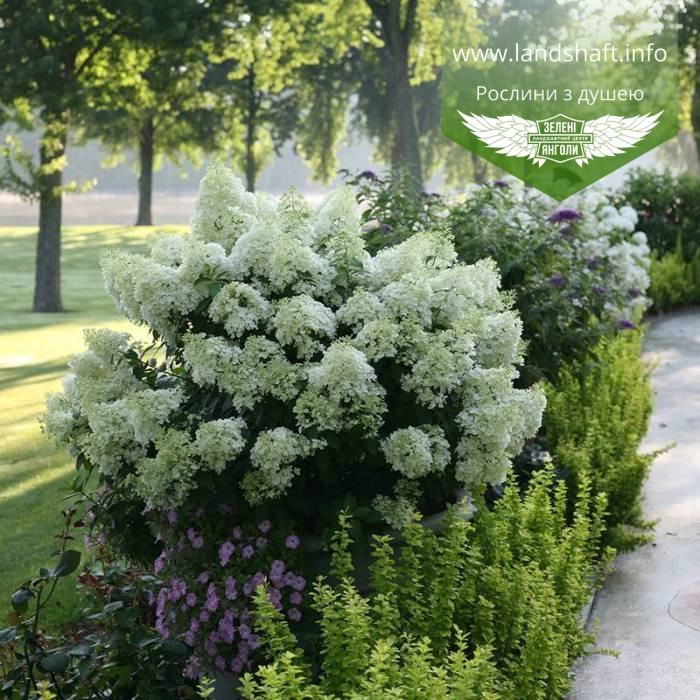 Hydrangea paniculata 'Bobo', Гортензія волотиста 'Бобо',C2 - горщик 2л