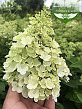 Hydrangea paniculata 'Bobo', Гортензія волотиста 'Бобо',C2 - горщик 2л, фото 7