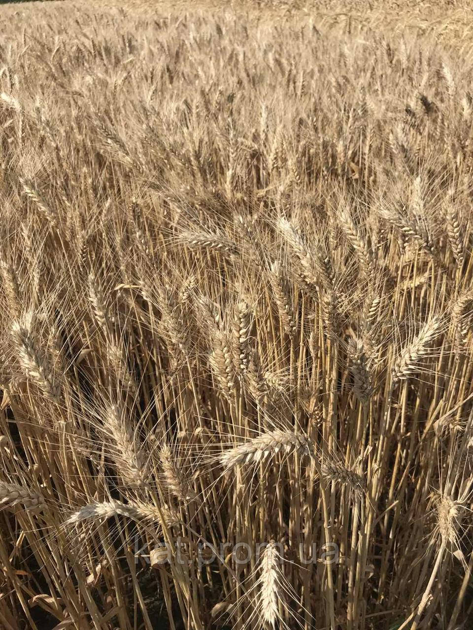 Пшениця Ріно тверда