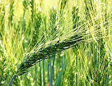 Пшениця озима Шестопалівка, фото 3