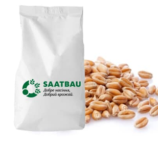 Насіння озимої пшениці SaatBau Паннонікус (1 репродукція)