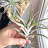 Тіландсія атмосферна Харісі (Tillandsia Harrisii), фото 7