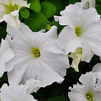Семена Петуния крупноцветковая Фалкон F1 Белая White 1000 семян Sakata