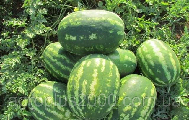 Насіння Кавун ранній LS 1665 F1, 25 насіння Lucky Seed