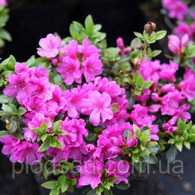 Рододендрон японський Geisha Rosa 2 л