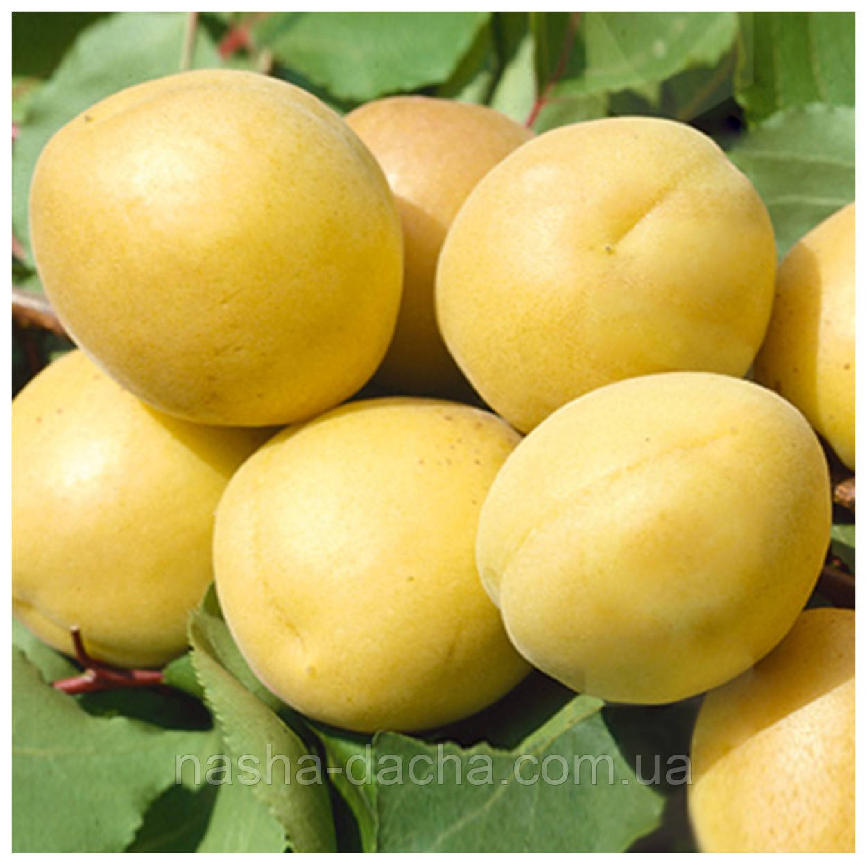 Абрикос Ананасный Шалах (ранній)