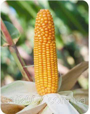Насіння кукурудзи 664 (ФАО-210)