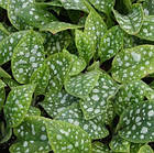 Саджанці Медуниці цукрової Леопард (Pulmonaria saccharata 'Леопард') Р9, фото 2