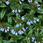 Саджанці Медуниці цукрової Леопард (Pulmonaria saccharata 'Леопард') Р9, фото 3