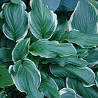 Саджанці Хости гібридної Фрейгрант Файр (Hosta Fragrant Fire) С1, фото 2