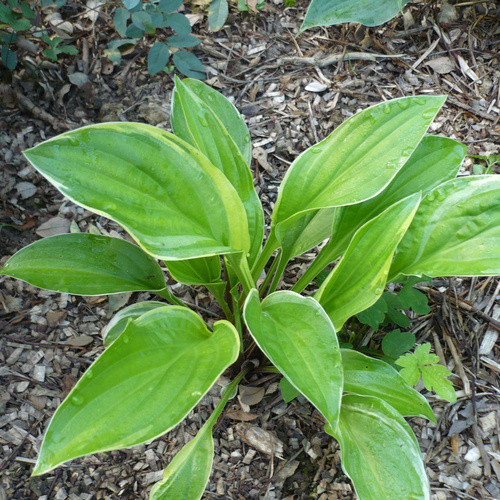 Саджанці Хости гібридної Фрейгрант Файр (Hosta Fragrant Fire) С1, фото 1