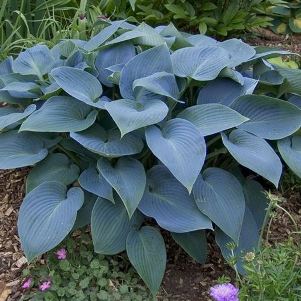 Саджанці Хости Халцион (Hosta hybride 'Halcyon') С1