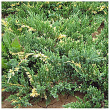 Ялівець китайський Експанса Варієгата (контейнер 0,5л)