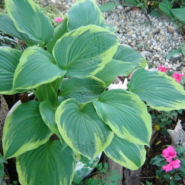 Саджанці Хости гібридної Роберт Фрост (Hosta Robert Frost) С1, фото 1