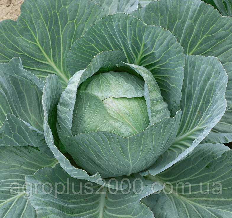 Насіння Капуста білокачанна пізня Аммон F1, 500 насінин Seminis LedaAgro