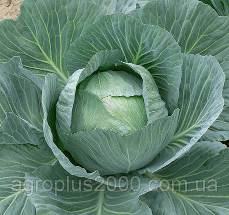 Насіння Капуста білокачанна пізня Аммон F1, 500 насінин Seminis LedaAgro, фото 1