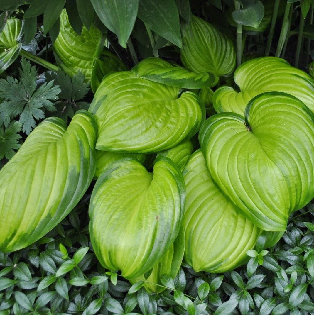 Саджанці Хости Авокадо (Hosta Avocado) С1, фото 1