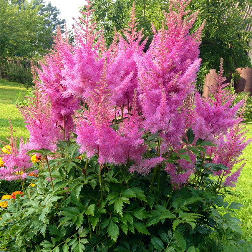 Саженцы Астильбы Глория Пурпуреа (Astilbe Gloria Purpurea) - фото 1 - id-p1231931354