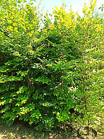 Бук европейский (лесной) Fagus Silvatica C40L h 200-260