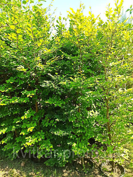 Бук европейский (лесной) Fagus Silvatica C40L h 200-260 - фото 1 - id-p1020431866