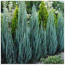 Ялівець скальний Блю Ерроу (контейнер 0,5л)