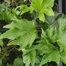 Плющ Грін Ріпл Green Ripple 5 (горщик 0,5л), фото 1