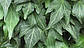 Плющ Грін Ріпл Green Ripple 5 (горщик 0,5л), фото 3
