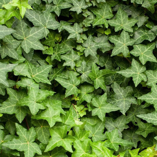 Плющ звичайний / Hedera helix (33) (контейнер 0,5л)
