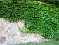 Плющ звичайний / Hedera helix (33) (контейнер 0,5л), фото 3