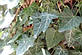 Плющ звичайний / Hedera helix (33) (контейнер 0,5л), фото 5
