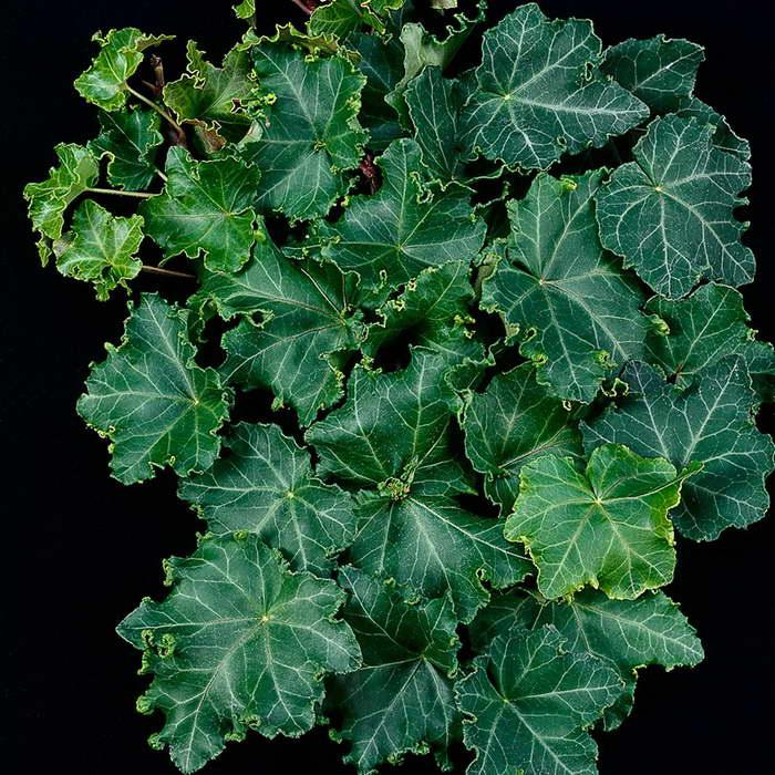 Плющ Ivalace (cristata)