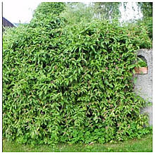 Жимолость вічнозелена