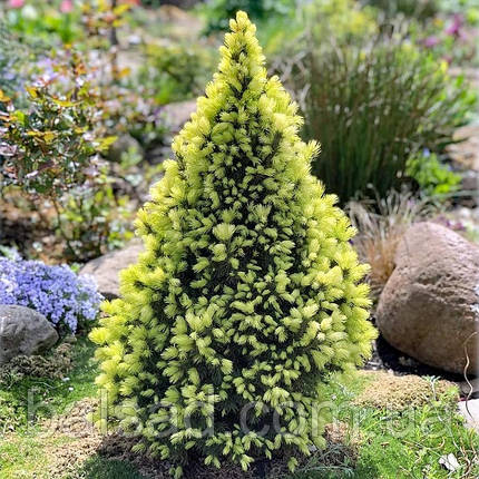 Ялина канадська Дейзі Вайт / h 50-60 / Picea glauca Daisy's White, фото 1