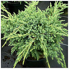 Ялівець лускатий Холгер (контейнер 1,5л)