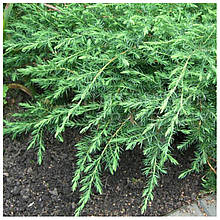 Ялівець Блю Карпет (контейнер 0,5л)