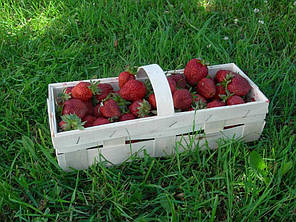 Тара для збору ягід з шпону, фото 3