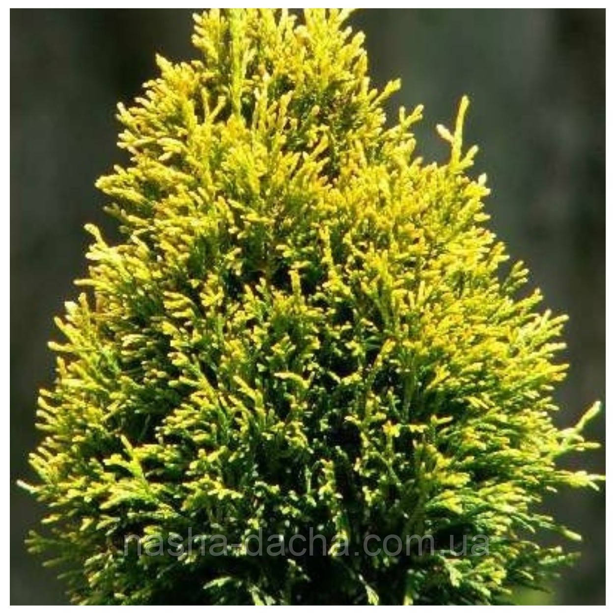 Туя західна Коппер Голд/Thuja occidentalis Copper Gold