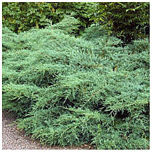 Ялівець віргінський Грей Оул (контейнер 0,5л)