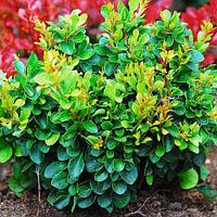 Барбарис Тунберга Kobold низькорослий (контейнер 0.5 л) саджанці