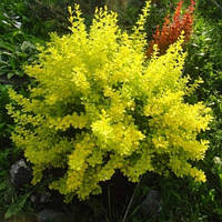 Барбарис Тунберга Aurea (контейнер 0.5 л) саджанці