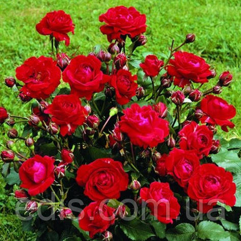 Троянда бордюрна Червона, фото 1